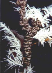 Sea Snake, Cebu Sea, Housed Nikon F, 55mm Auto Micro Nikk... by Rick Tegeler 